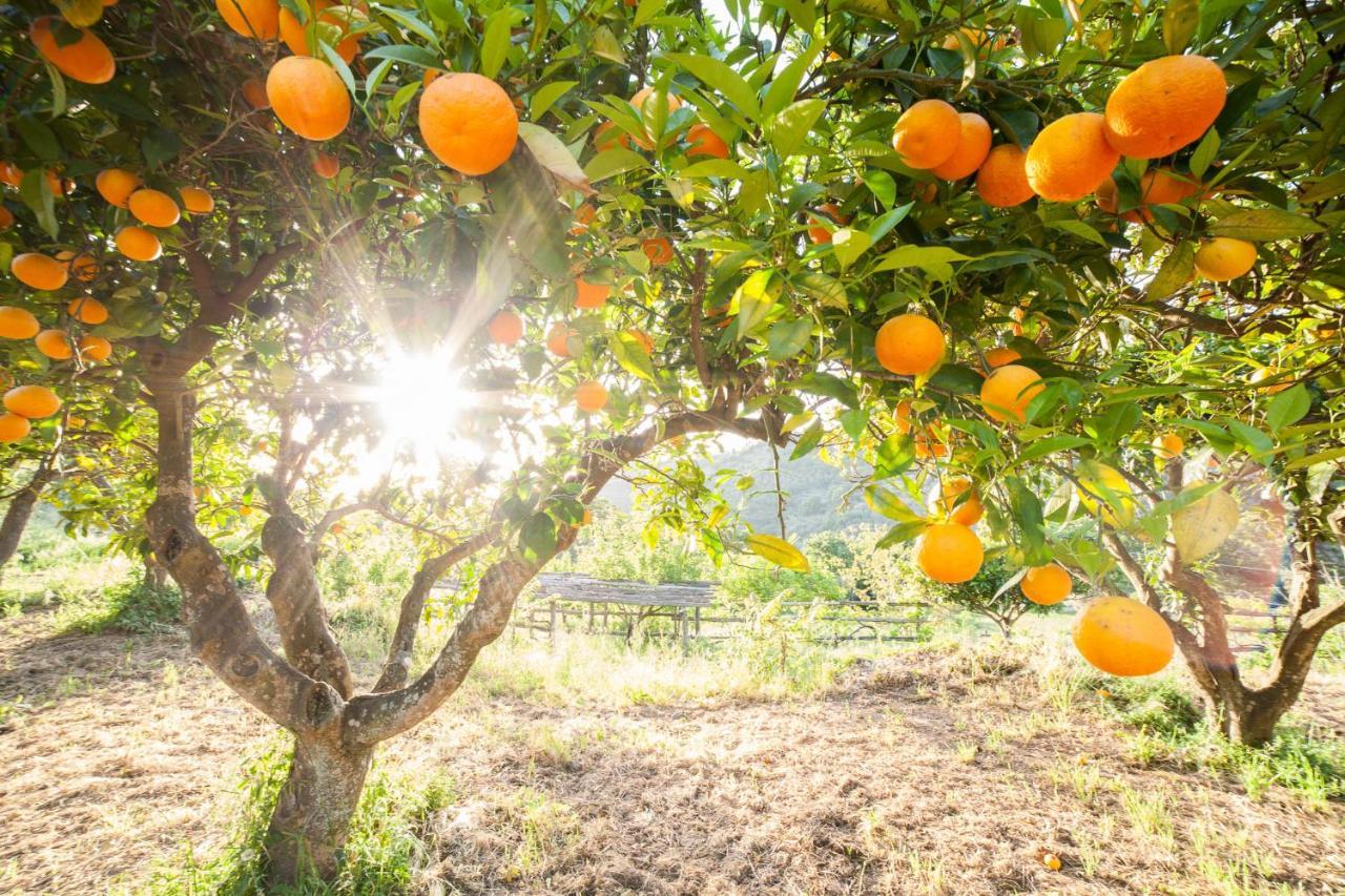 Calabrialcubo Agriturismo Nocera Terinese Dış mekan fotoğraf